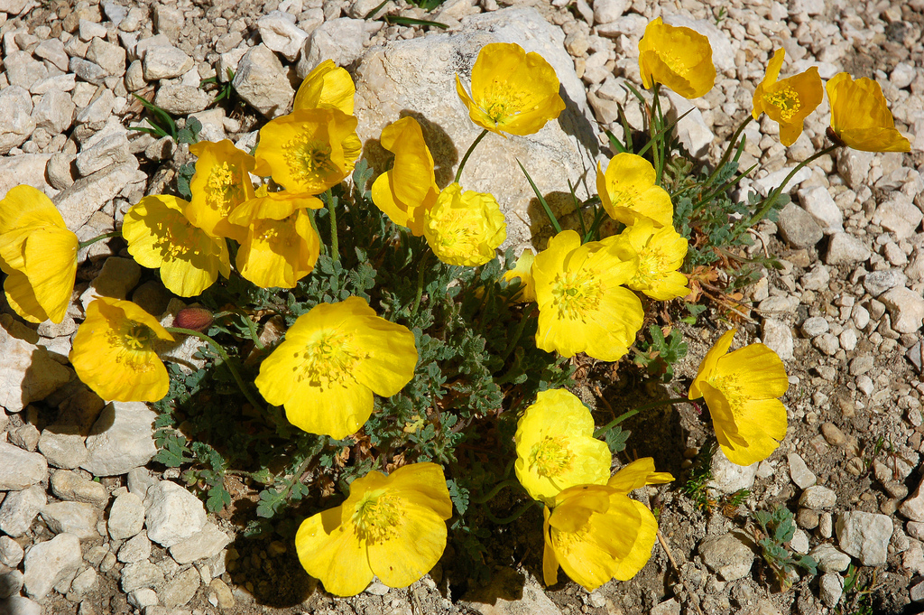 Papaver Alpinum